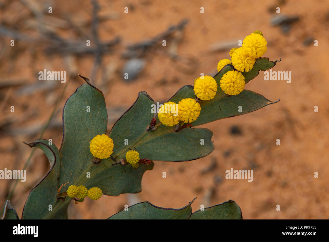 Acacia glaucoptera, argilla di bargiglio Foto Stock