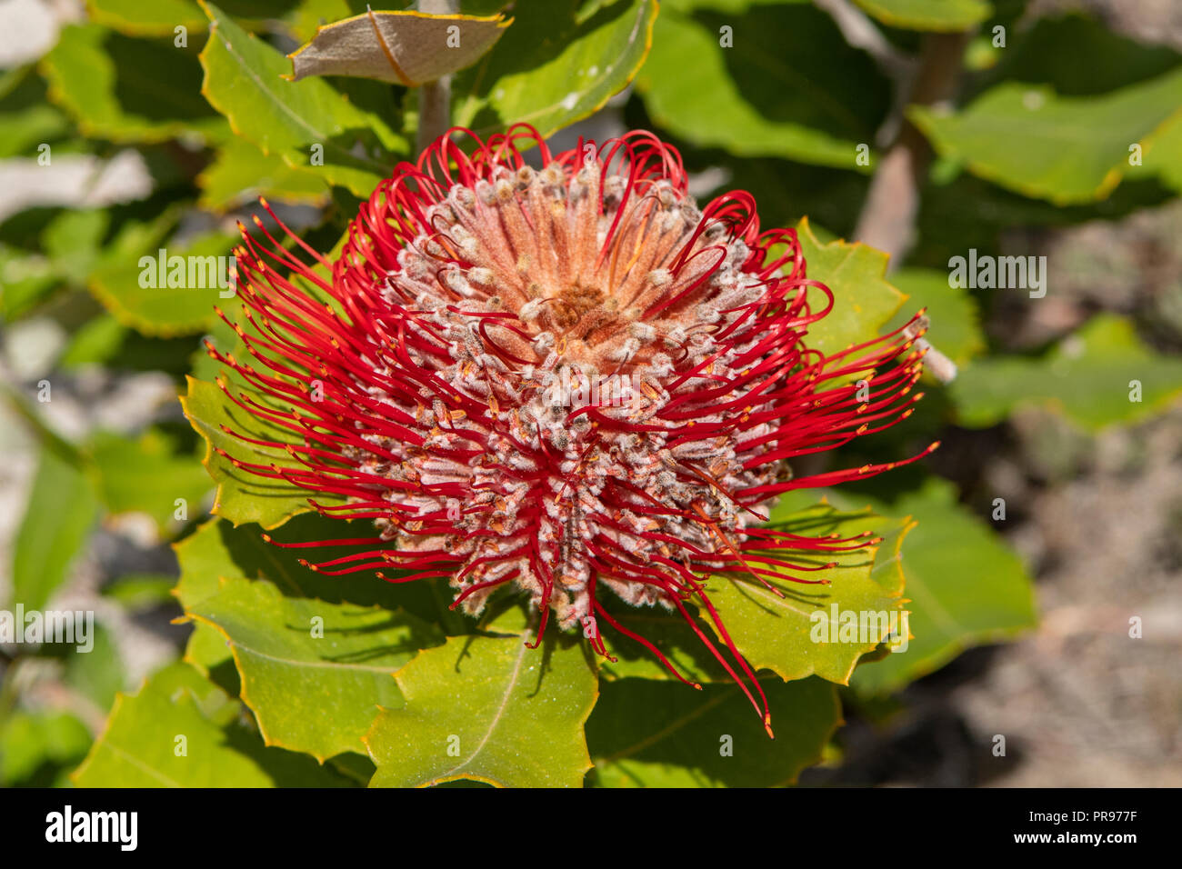 Banksia coccinea, Scarlet Banksia Foto Stock