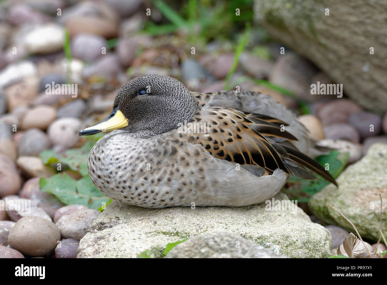 Sharp-winged Teal - Anas flavirostris oxyptera dalle Ande, Sud America Foto Stock