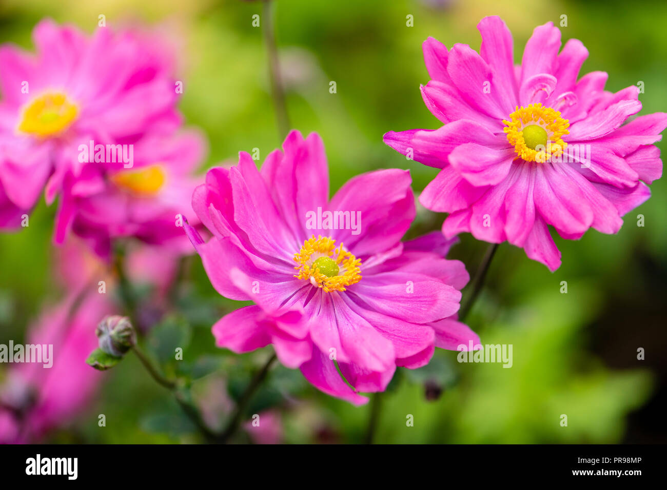 Anemone giapponese 'Bressingham Glow' Fiori. Foto Stock