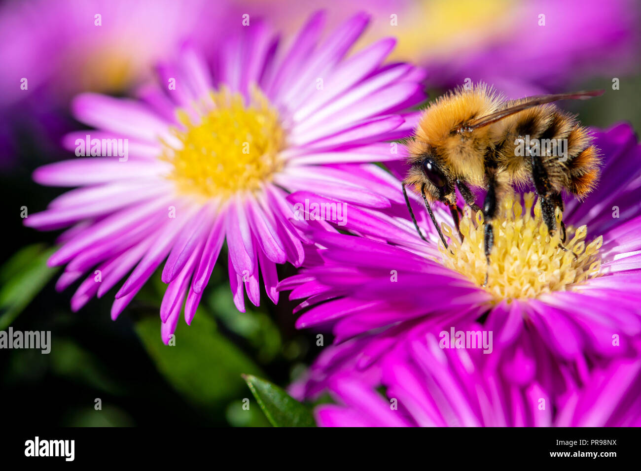 Rosa fiori Aster attirare le api per l'alimentazione, UK. Carda comune bee - Bombus pascuorum. L'alimentazione delle api su un fiore rosa. Bumblebee. Foto Stock