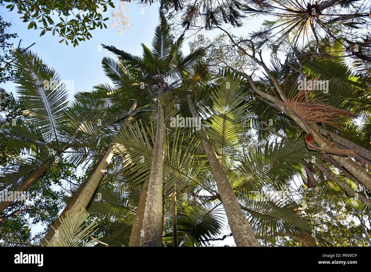 Nativi Australiani PALME Foto Stock