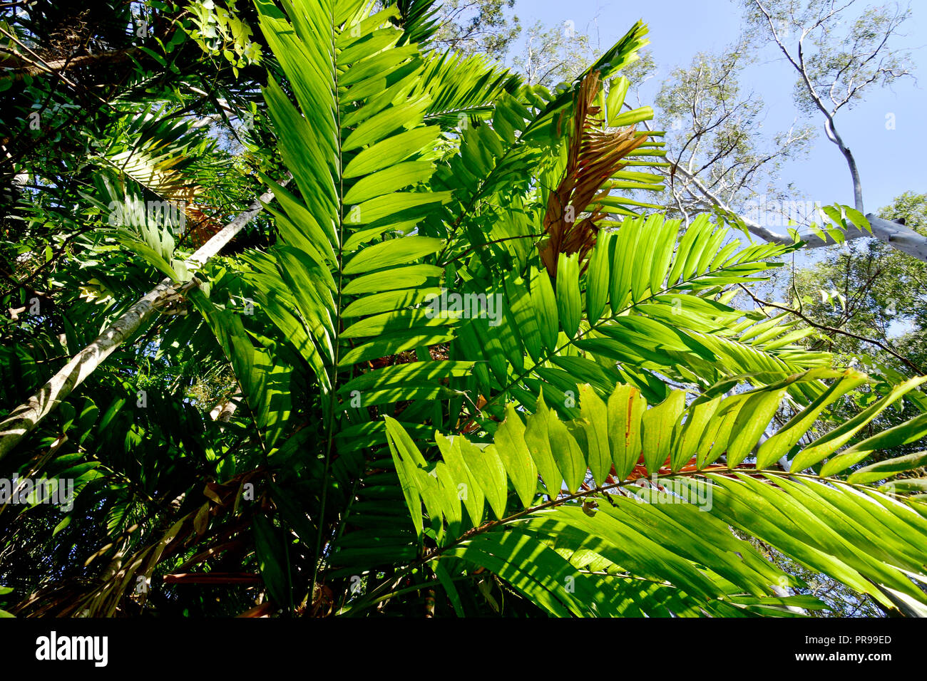 Nativi Australiani PALME Foto Stock