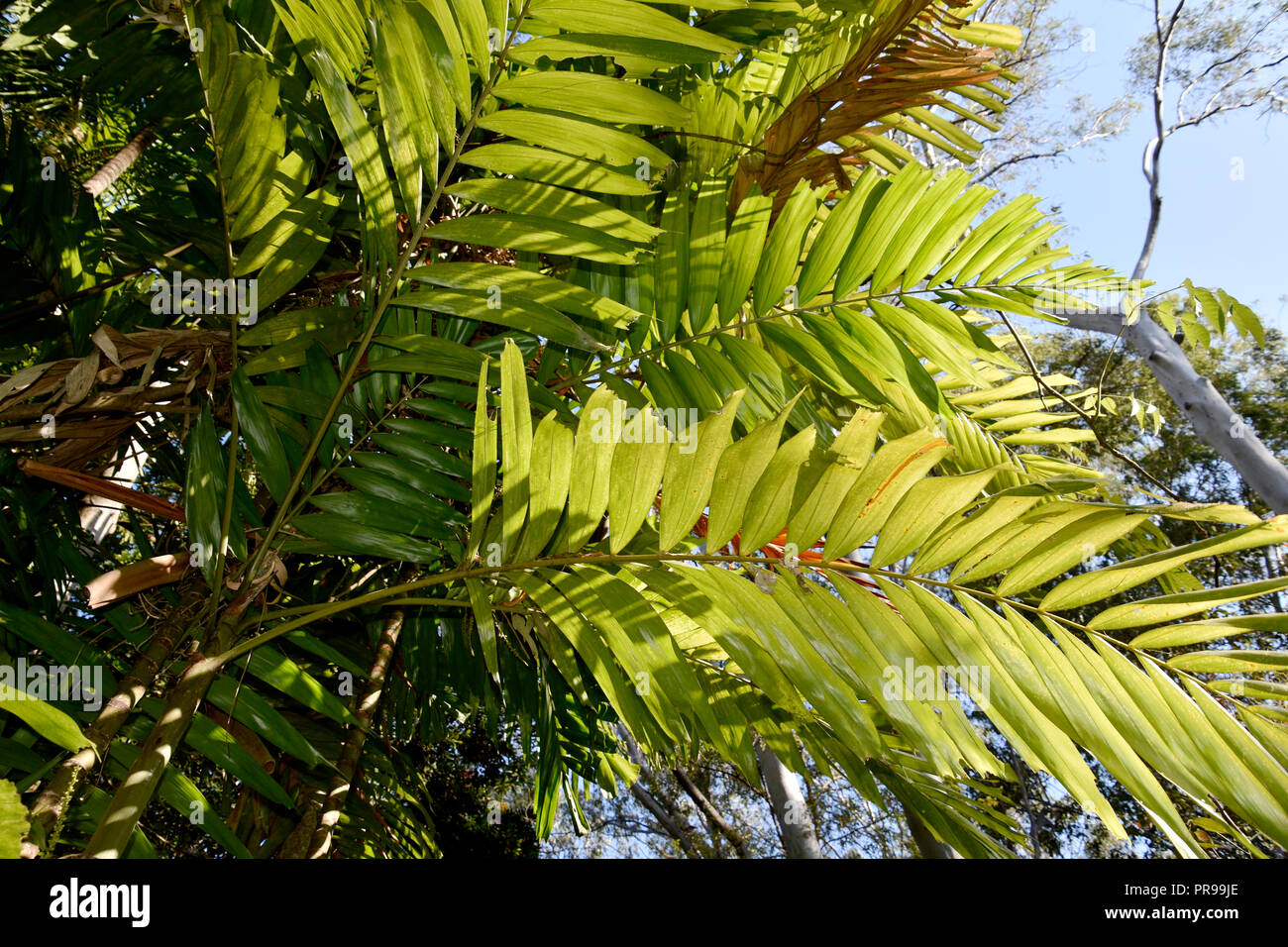 Nativi Australiani PALME Foto Stock