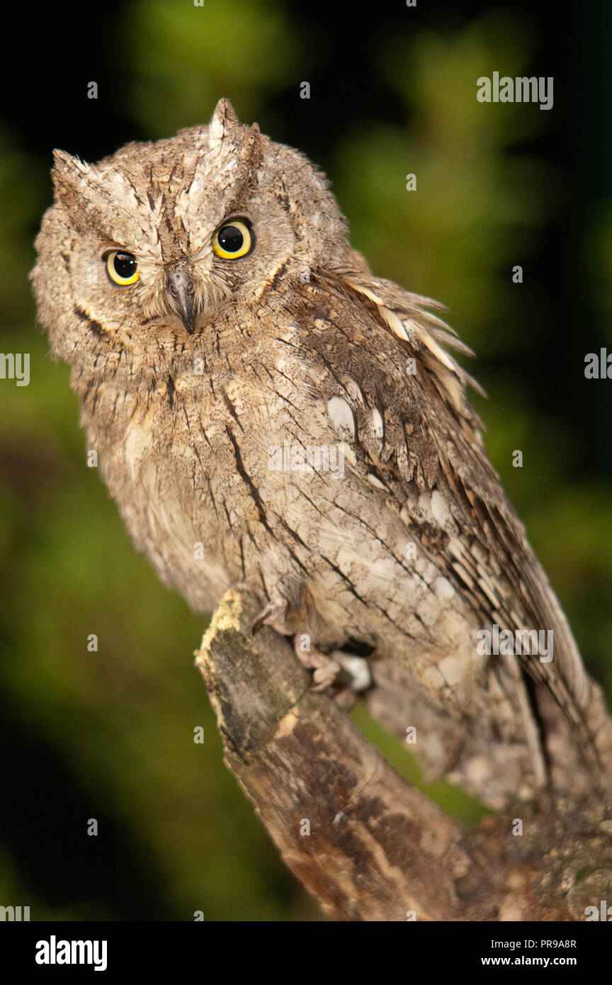 Otus scops, Eurasian Assiolo, piccolo gufo, appollaiato su un ramo Foto Stock