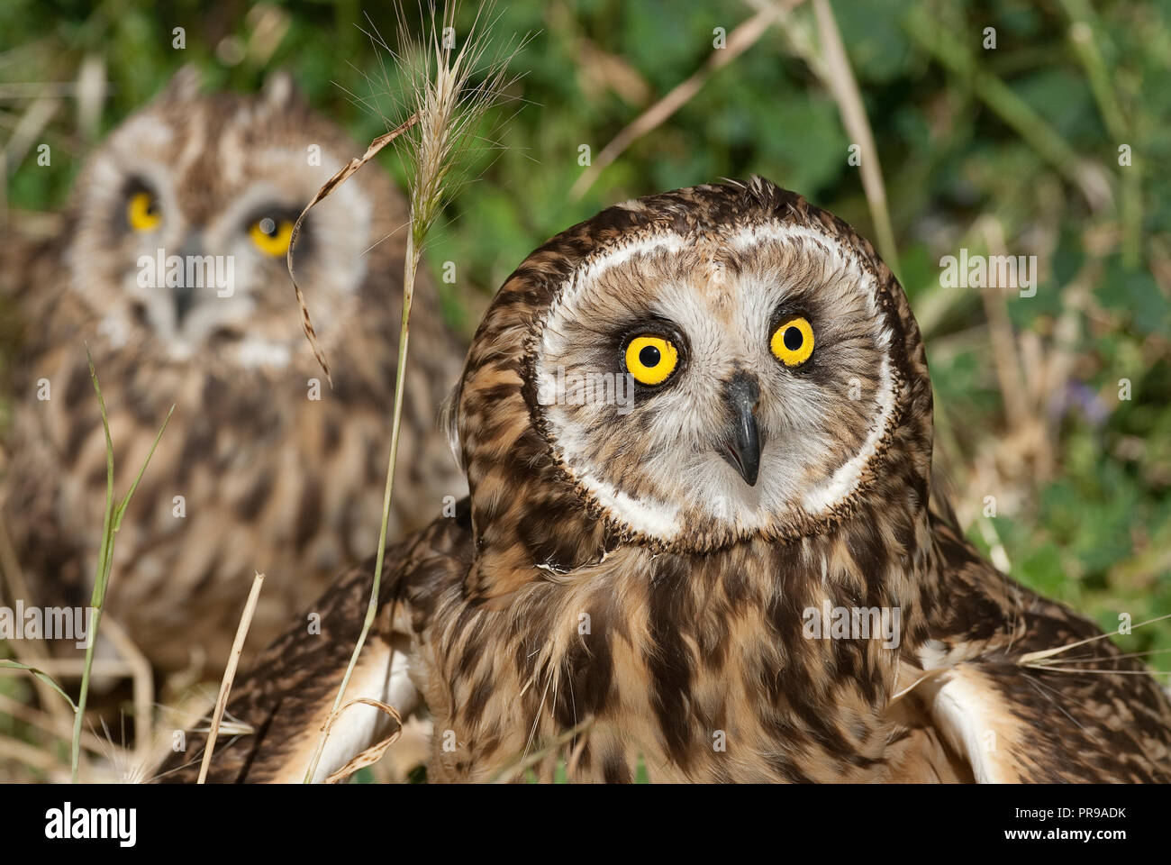 Breve eared owl, asio flammeus, paese owl, ritratto degli occhi e del viso Foto Stock