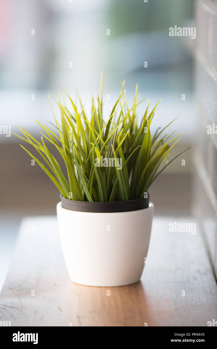 Fake interni verdi vegetali di erba di frumento Foto Stock