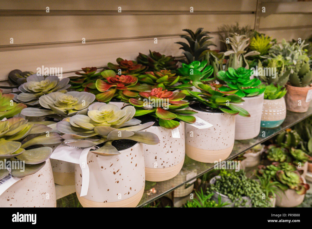Finte piante d'interni immagini e fotografie stock ad alta risoluzione -  Alamy