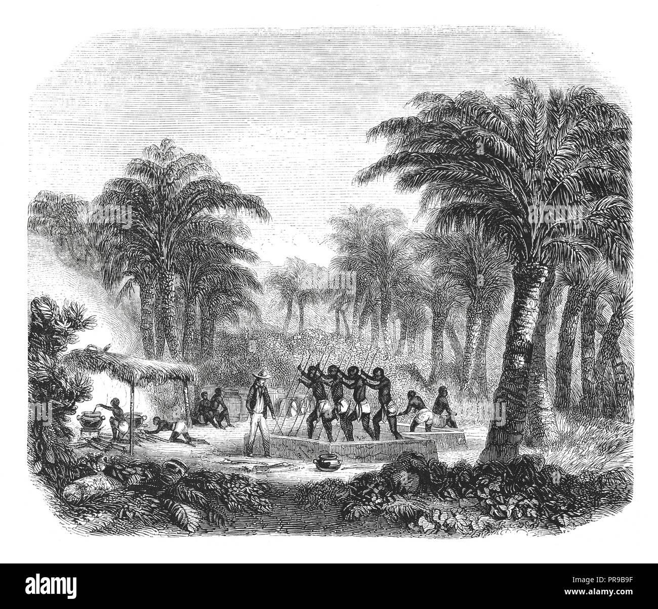 Xix secolo illustrazione della produzione di olio di palma in Whyda, Guinea, Cote Slave. - Disegno dopo la natura, dal Nousveaux. Illustrazione originale pubblicato in Foto Stock