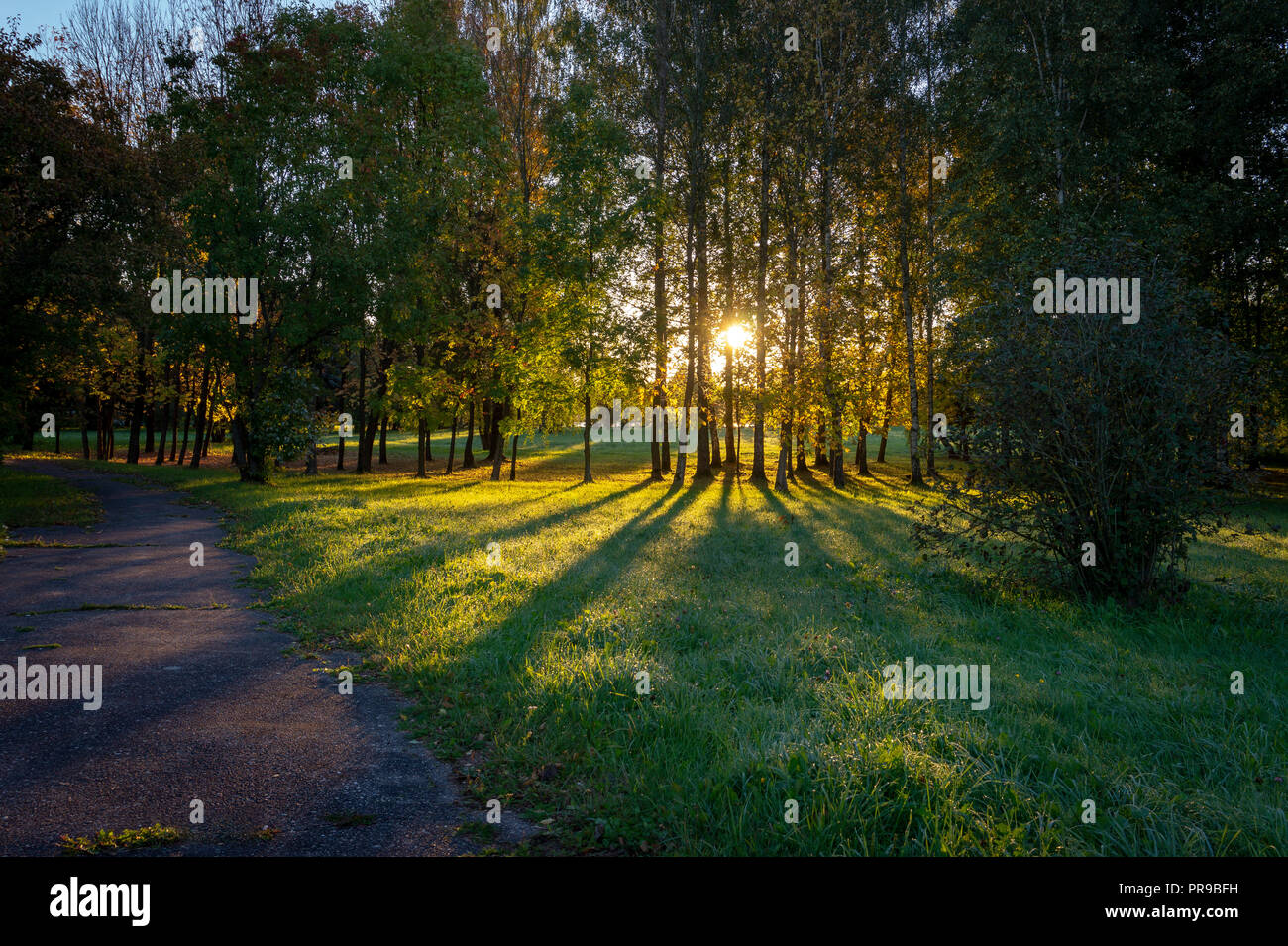 Il primo gelate sull'erba verde quando entra il sole presto di mattina presto autunno Foto Stock