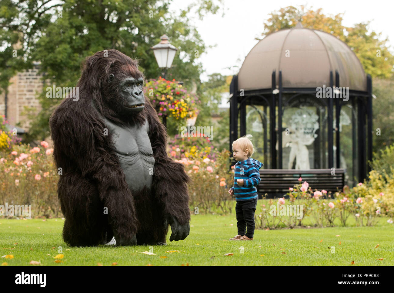 Bradley Laggar interagisce con un gorilla di montagna animatronica a grandezza naturale del turismo ugandese durante lo spettacolo di viaggio Wildlife & Safari all'Harrogate Convention di Harrogate, nello Yorkshire. Foto Stock