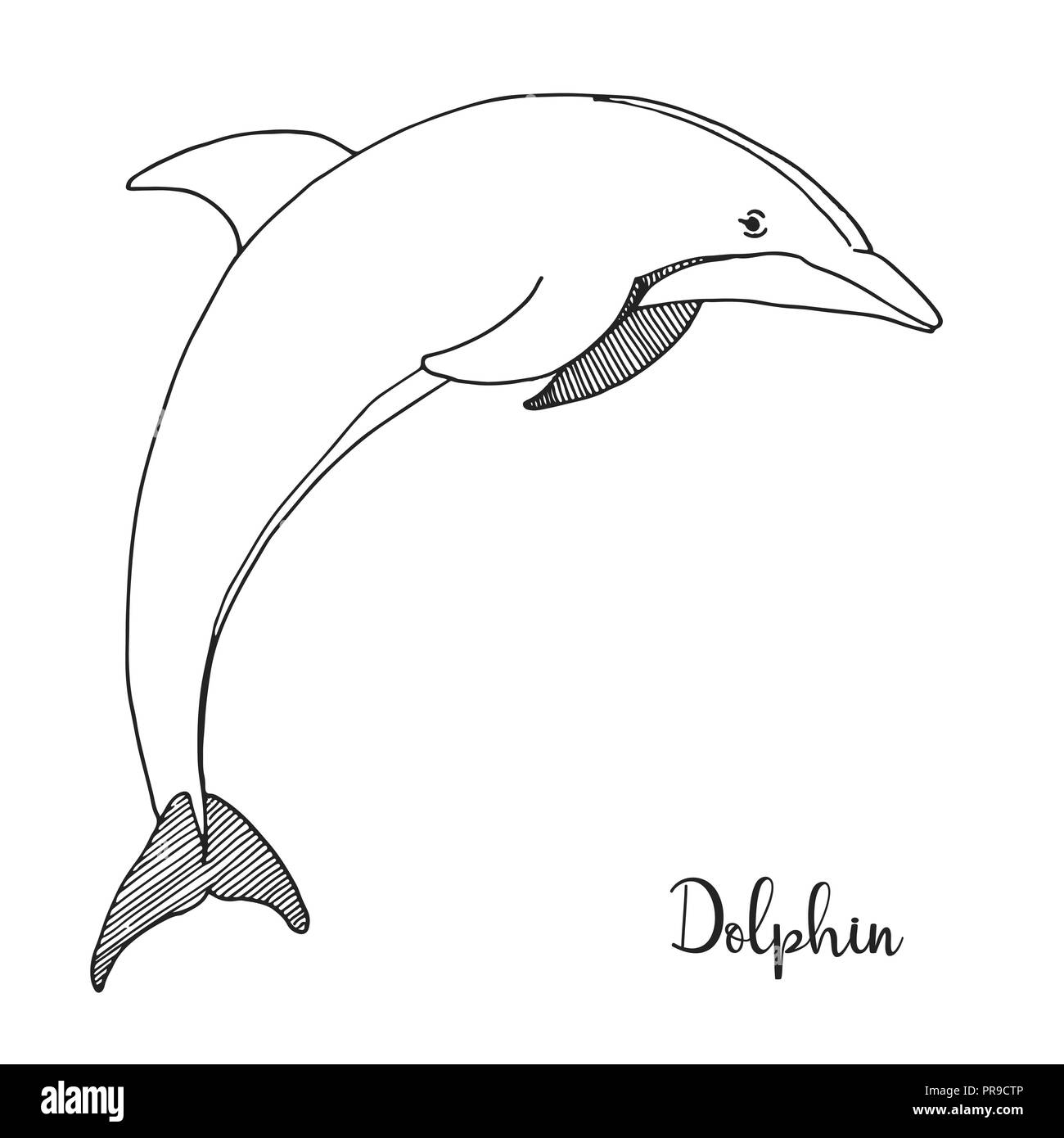 Disegnata a mano Dolphin. Illustrazione Vettoriale in stile di disegno Illustrazione Vettoriale