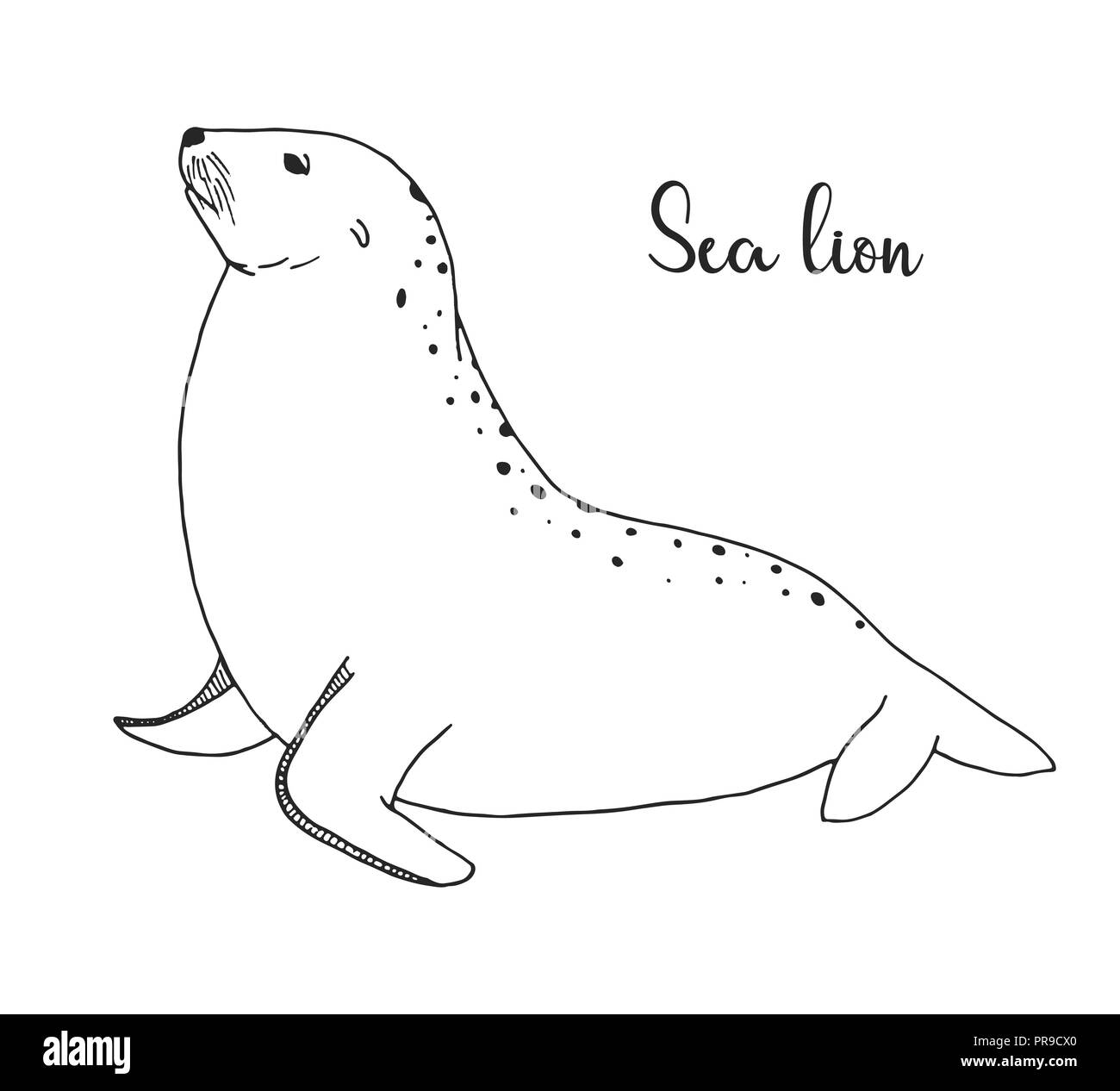 Disegnata a mano Sea Lion. Illustrazione Vettoriale in stile di disegno Illustrazione Vettoriale