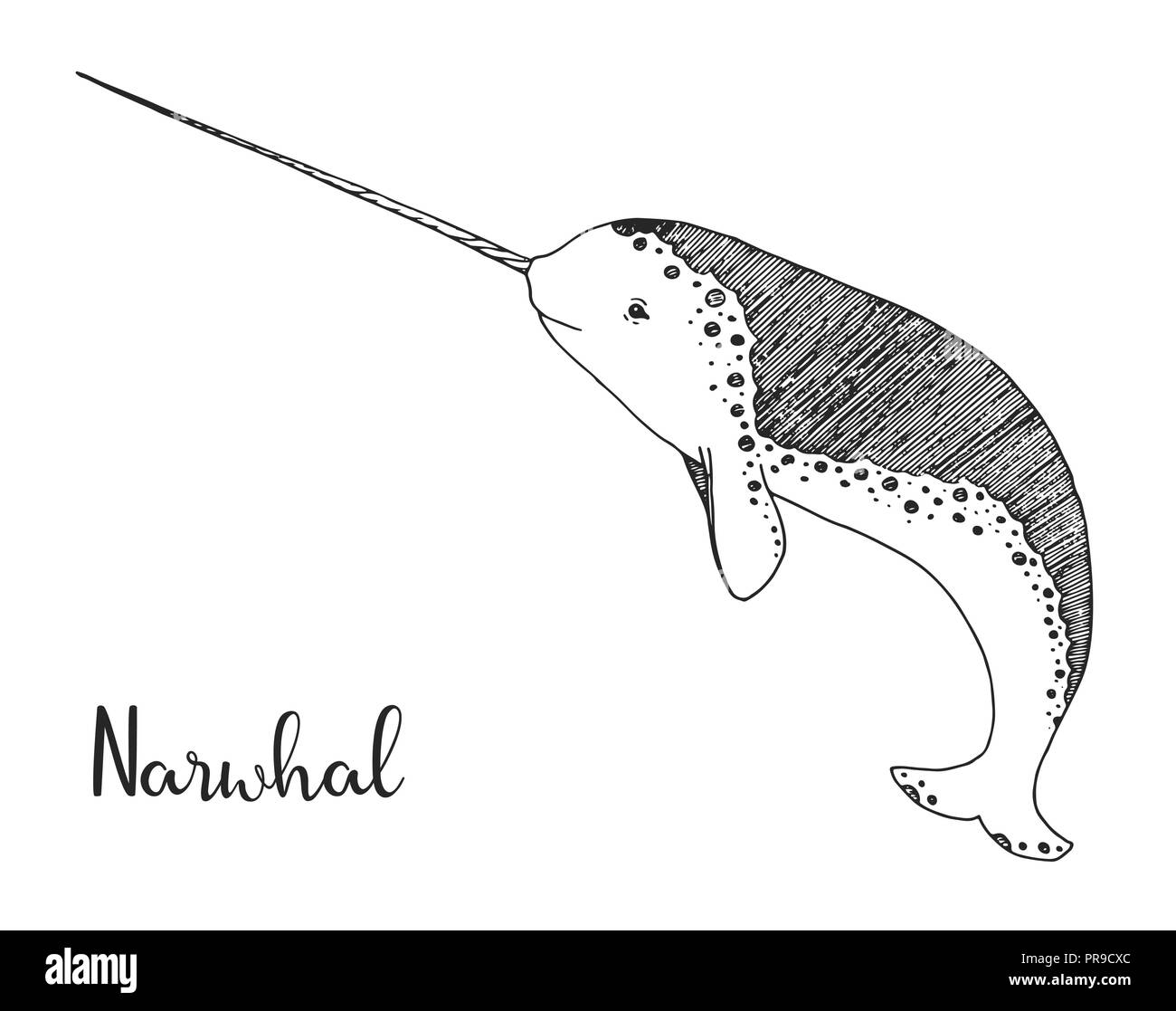 Disegnata a mano narwhal. Illustrazione Vettoriale in stile di disegno Illustrazione Vettoriale