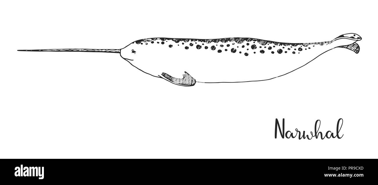 Disegnata a mano narwhal. Illustrazione Vettoriale in stile di disegno Illustrazione Vettoriale