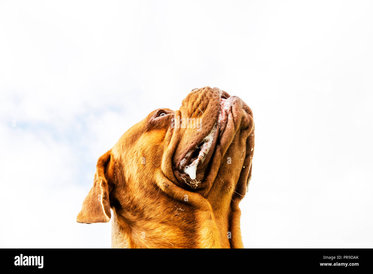 Il Dogue de Bordeaux Bordeaux mastiff, Francese mastiff o Bordeauxdog è un grande francese mastiff razza e uno del più antico francese cane razze. Foto Stock