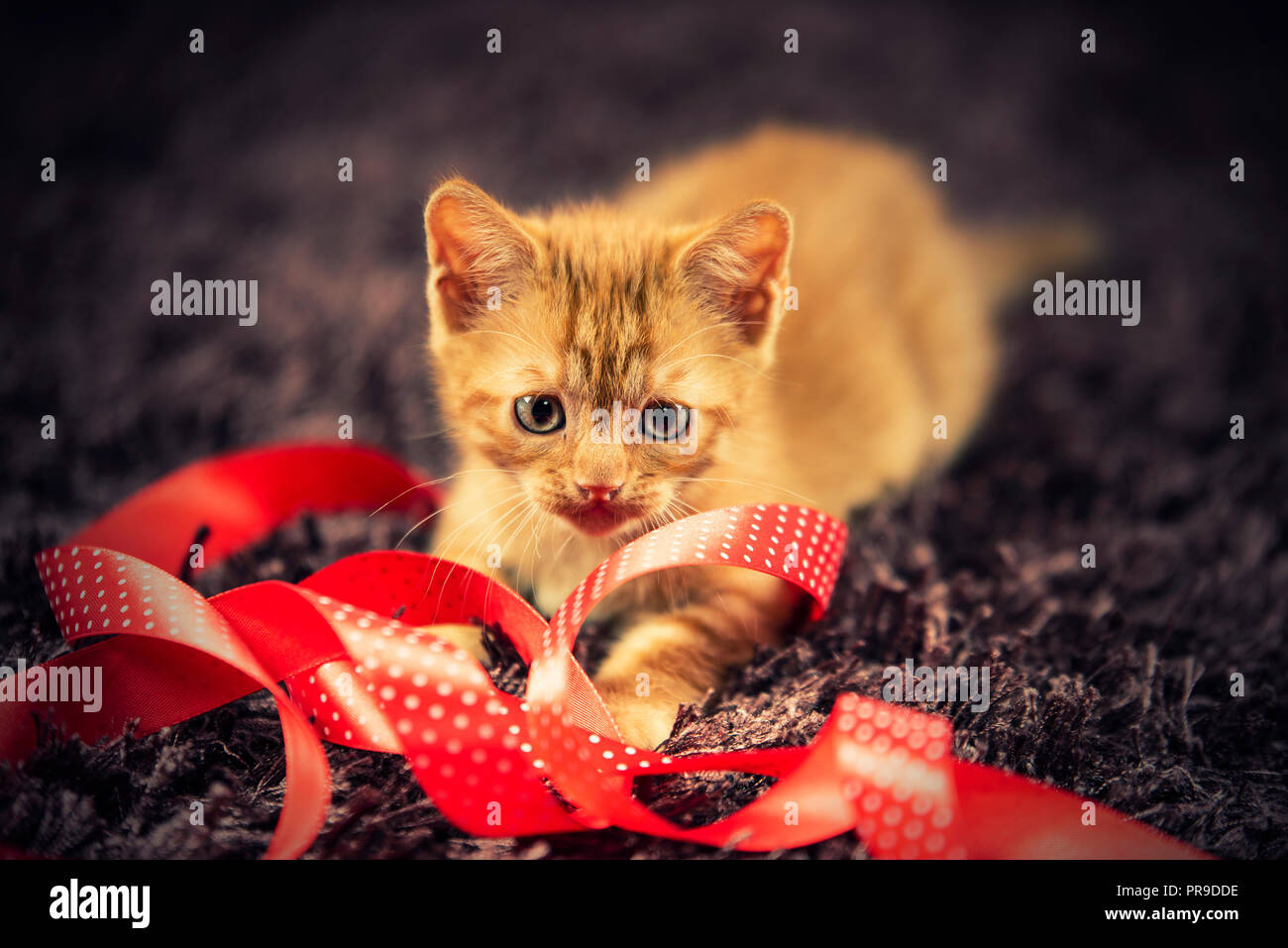 Piccolo gatto gioca con red Natale nastro Foto Stock
