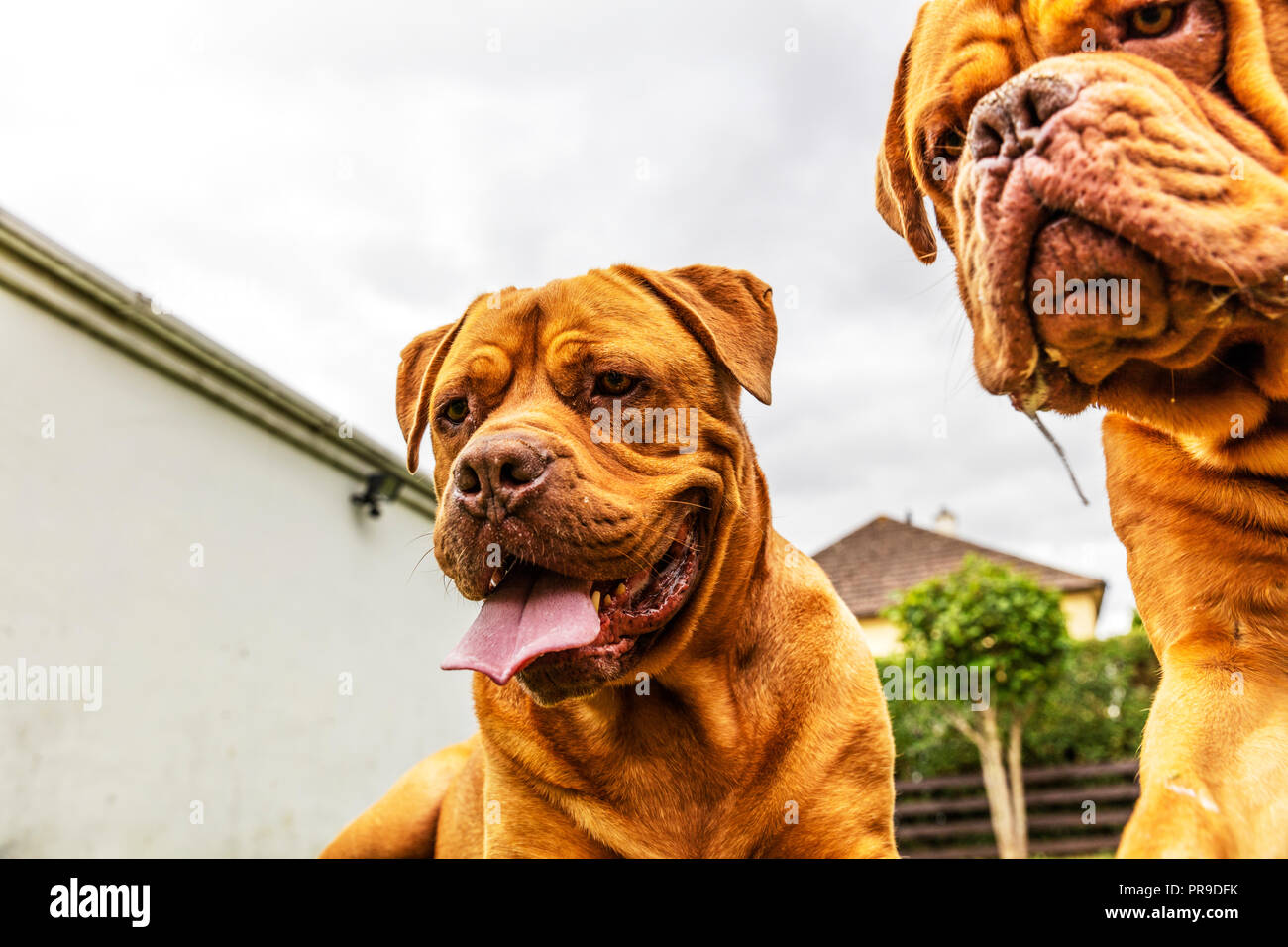 Il Dogue de Bordeaux Bordeaux mastiff, Francese mastiff o Bordeauxdog è un grande francese mastiff razza e uno del più antico francese cane razze. Foto Stock