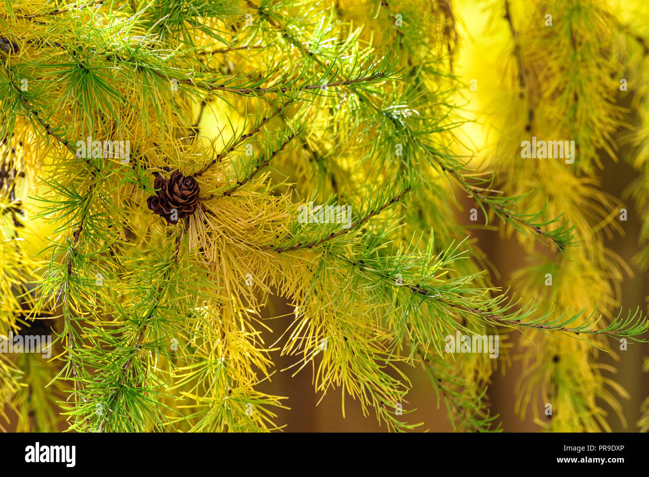 Close-up di Larix sibirica, il larice siberiano o russo larice Foto Stock