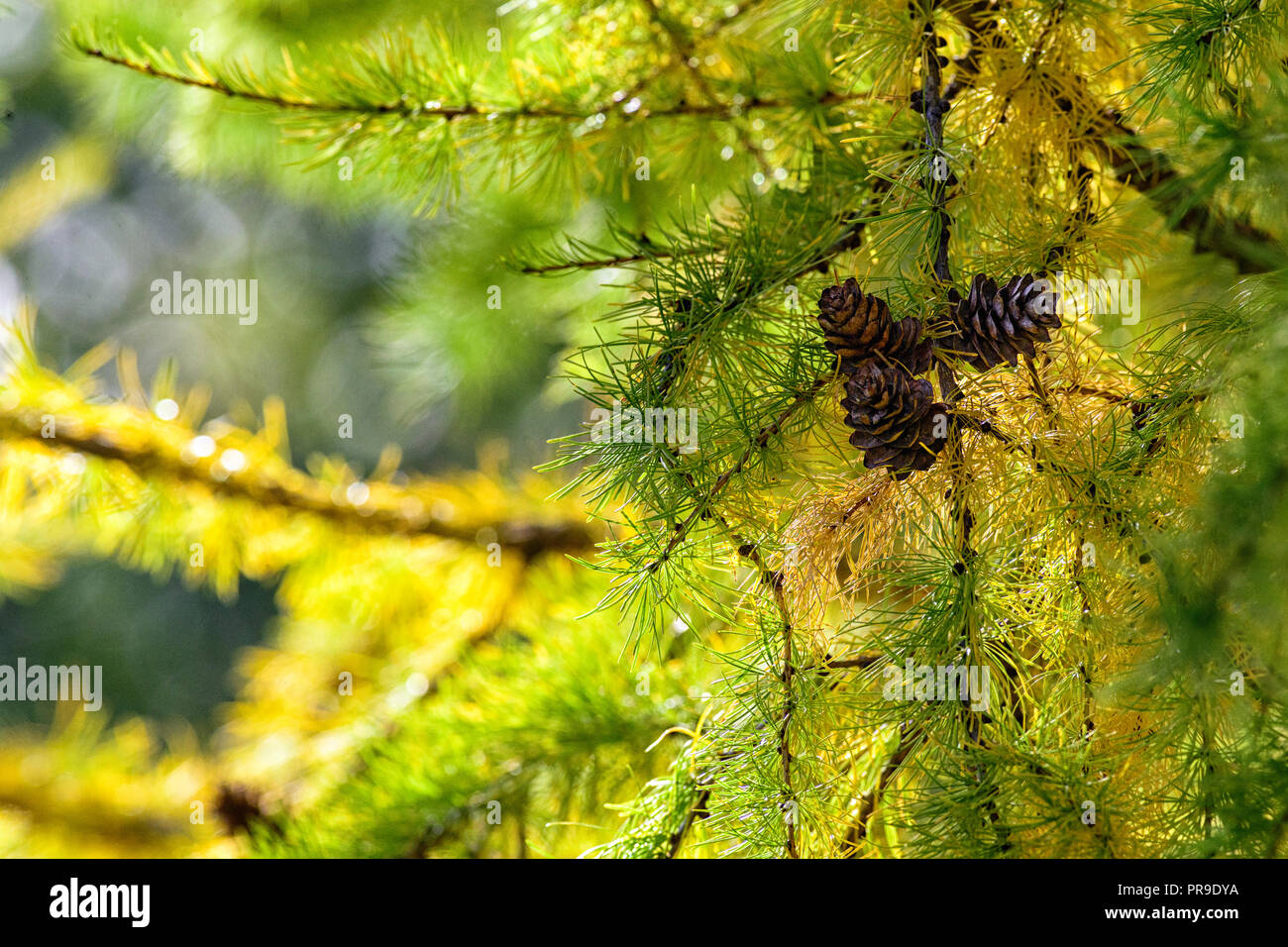 Close-up di Larix sibirica, il larice siberiano o russo larice Foto Stock