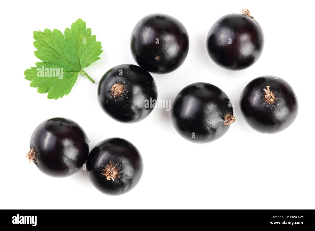 Ribes nero con foglie isolati su sfondo bianco. Vista dall'alto. Piatto modello di laici Foto Stock