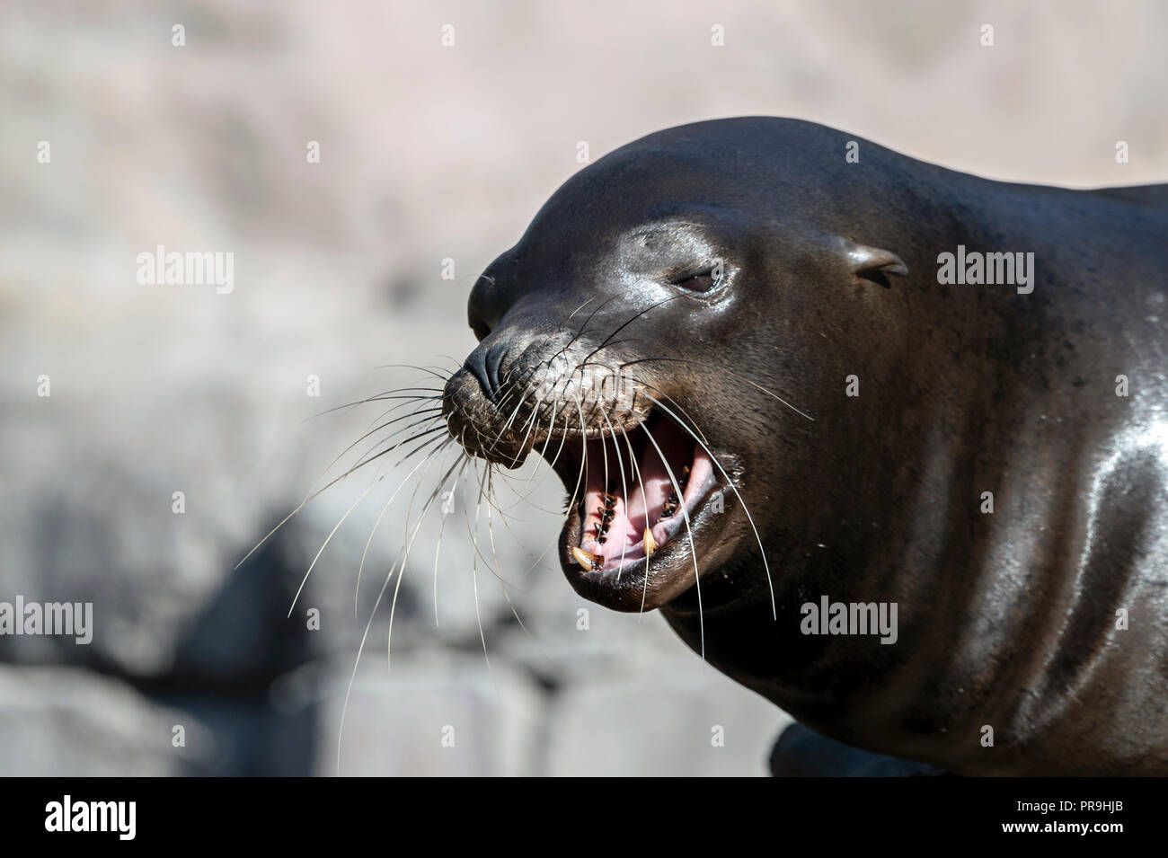 Sea Lion (colpo di testa) Foto Stock
