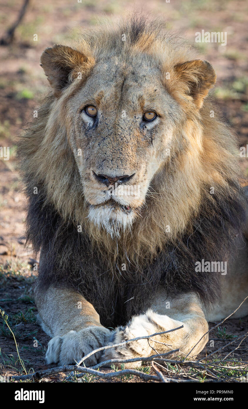 Ritratto di un vecchio leone maschio catturato nel grande Parco Nazionale Kruger Foto Stock