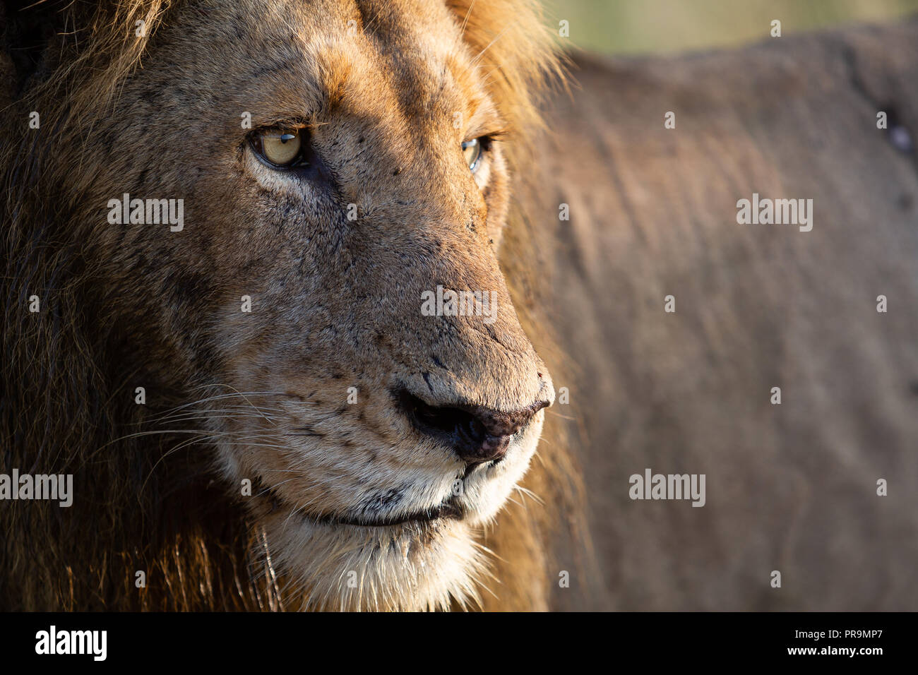 Close up di un maschio di leone guarda il suo orgoglio nelle prime ore del mattino Foto Stock