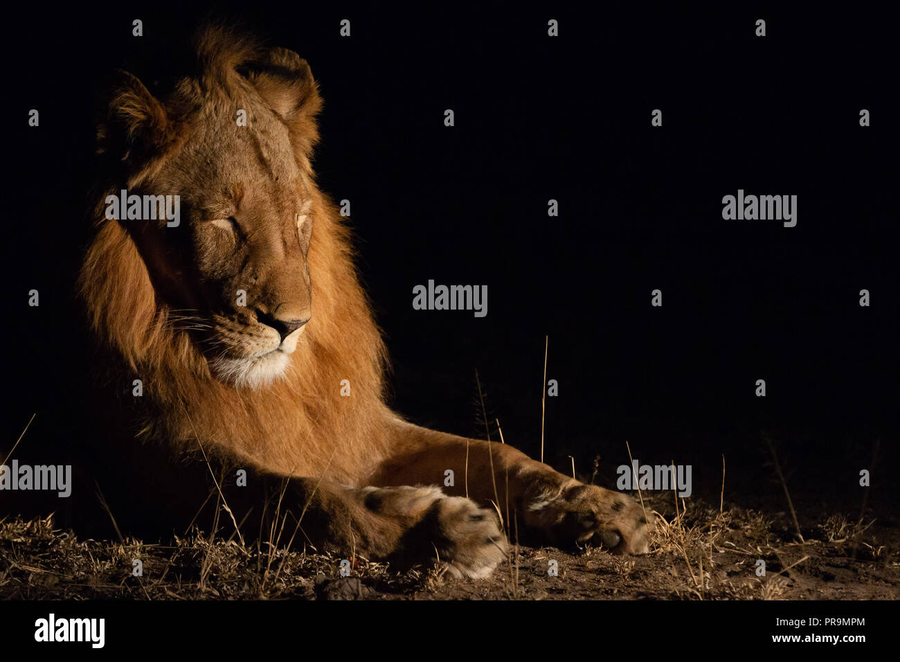 Lato maschio lit lion riposa di notte Foto Stock