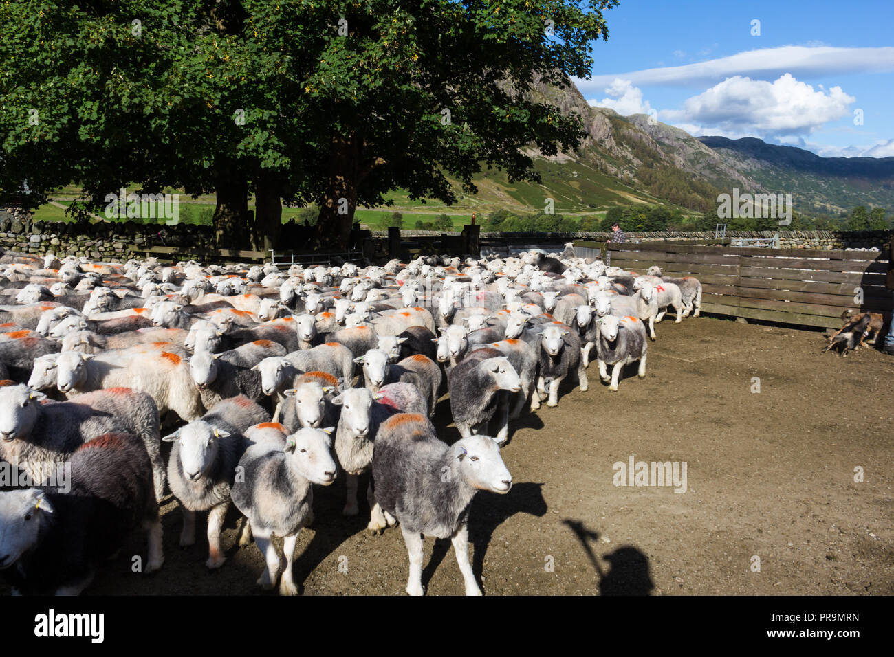 Herdwick pecore Pecore nativo per il distretto del lago, in grande Langdale, Lake District, Cumbria, Inghilterra. Foto Stock
