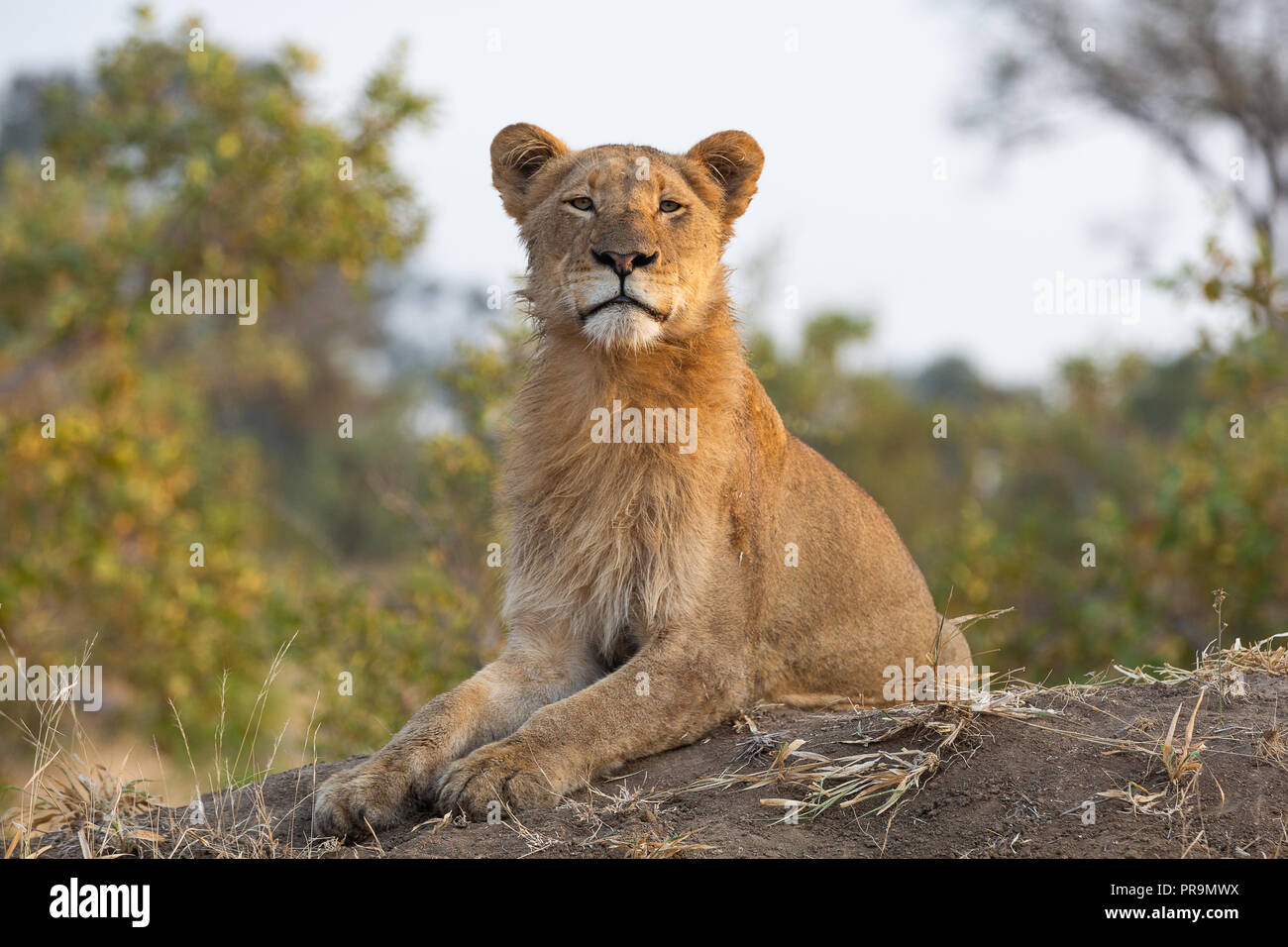 Giovane maschio lion con una postura eretta guardare dritto verso la fotocamera - immagine catturata nel grande parco nazionale Kruger Foto Stock