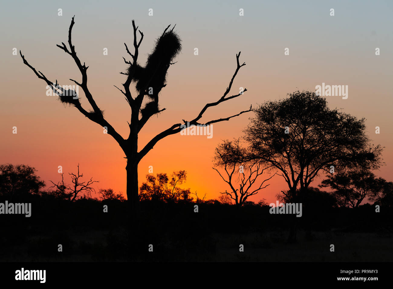 Silhouette di un albero di acacia momenti dopo un tramonto africano Foto Stock