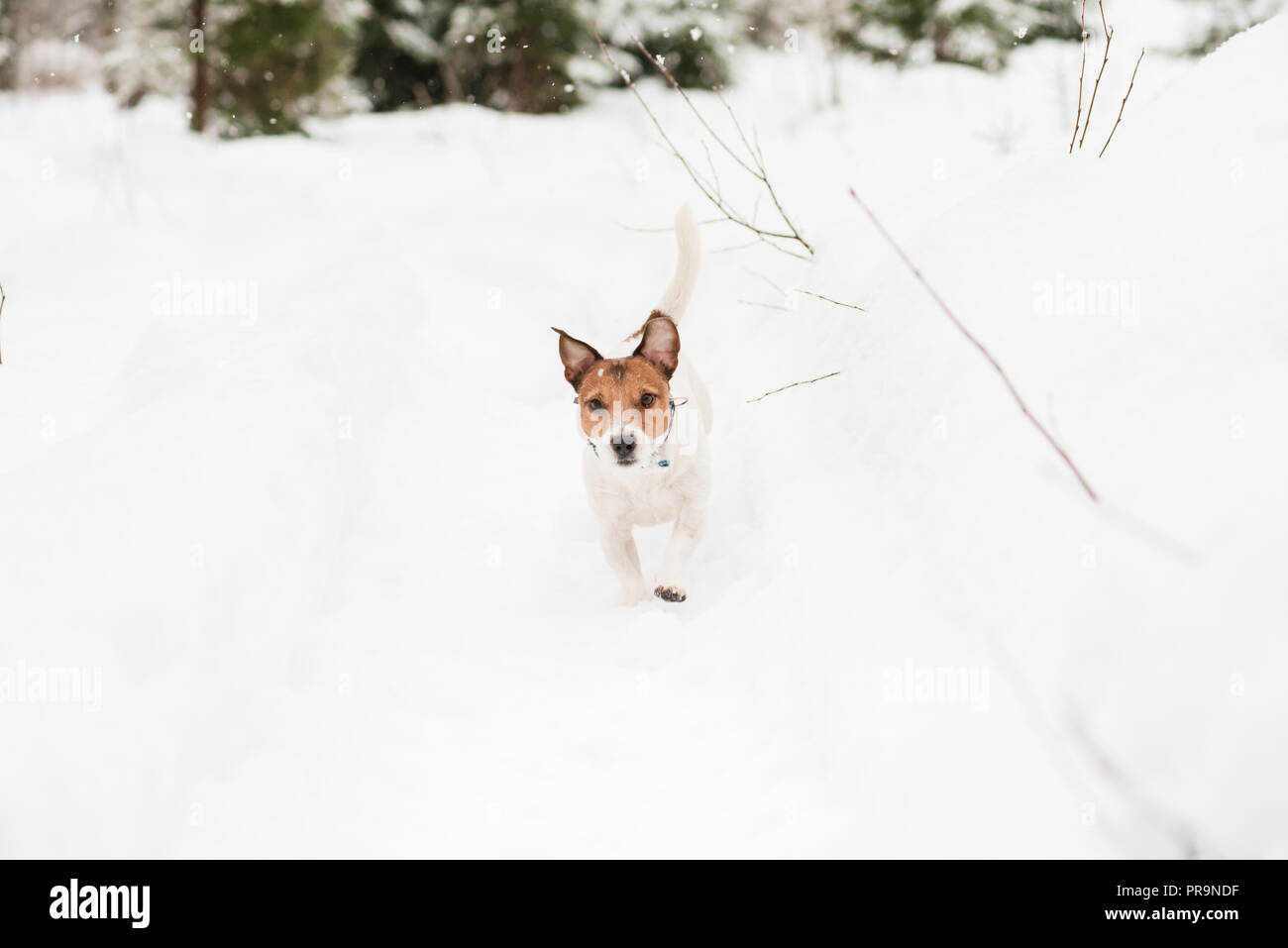 Romping del cane nella neve profonda a piedi di aria fresca in inverno forest Foto Stock