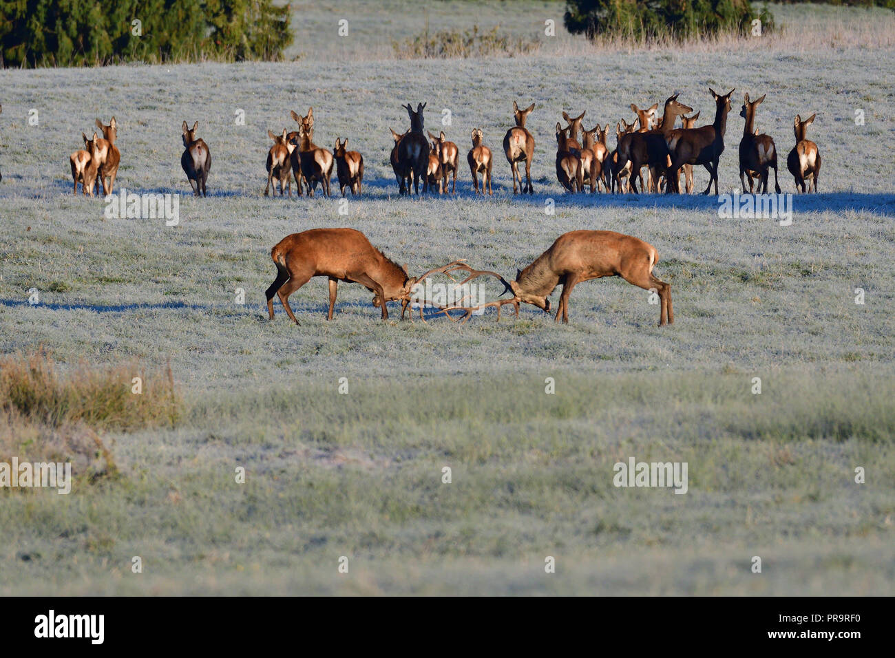 La fauna selvatica Stag Cervo combattimenti con palchi durante la stagione di rut nel prato Foto Stock