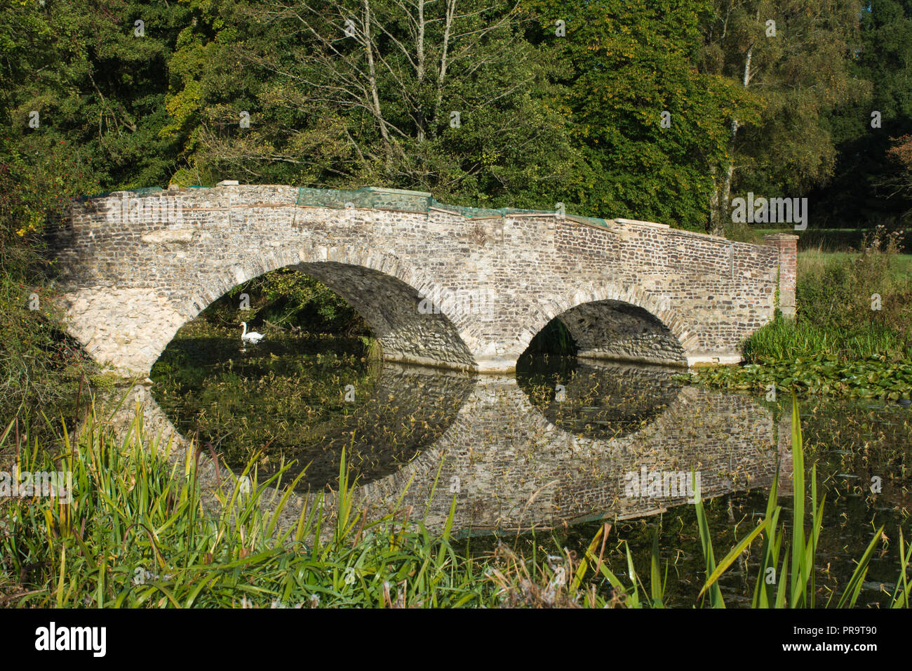 Piscina del cigno sul lago sotto la storica arcuata di ponte in pietra a Abbazia di Waverley House, Surrey, Regno Unito Foto Stock