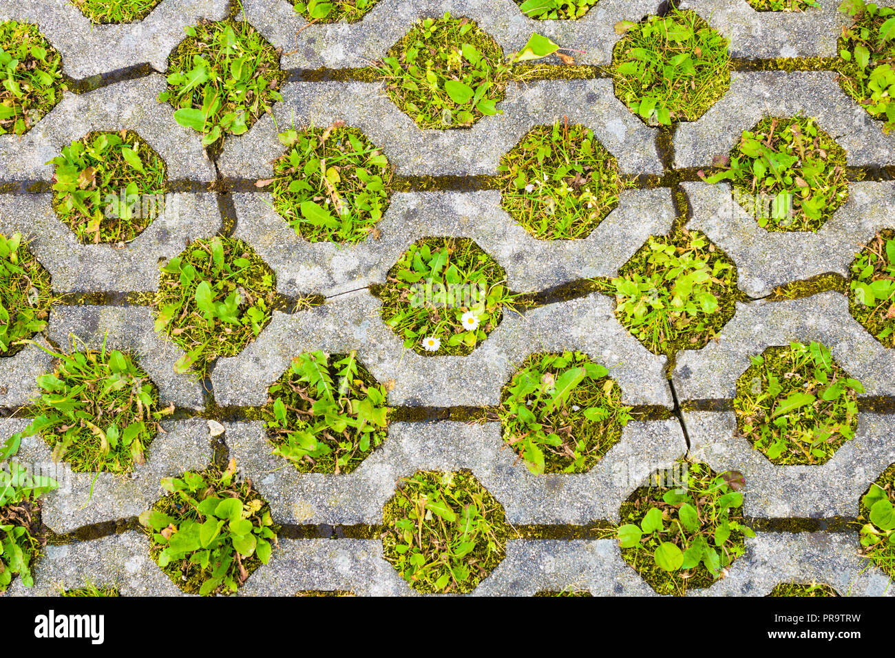 Eco pavimentazione permeabile con l'erba cresce attraverso di esso. Ecologico parcheggio. Foto Stock