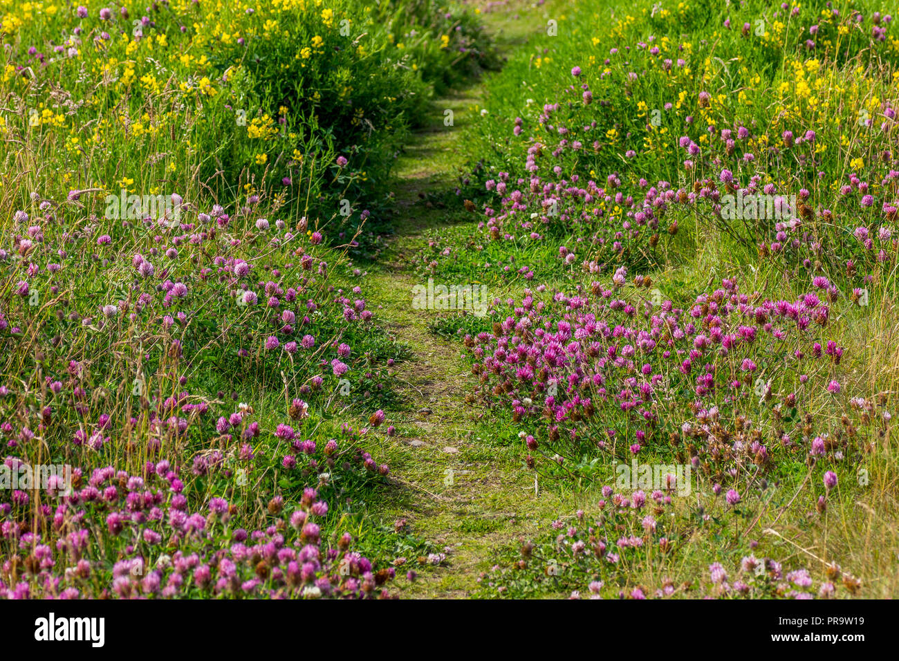 Trifoglio e altri fiori selvatici a fianco di una scogliera percorso. Foto Stock