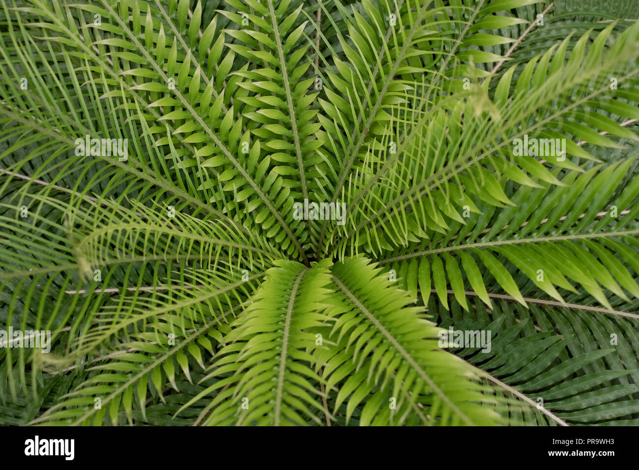 Sullo sfondo del giardino - impianto closeup esotico di foglie di felce - Foto Stock