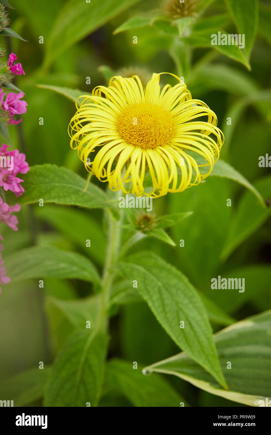 Inula hookeri, un giallo fiore a margherita Foto Stock