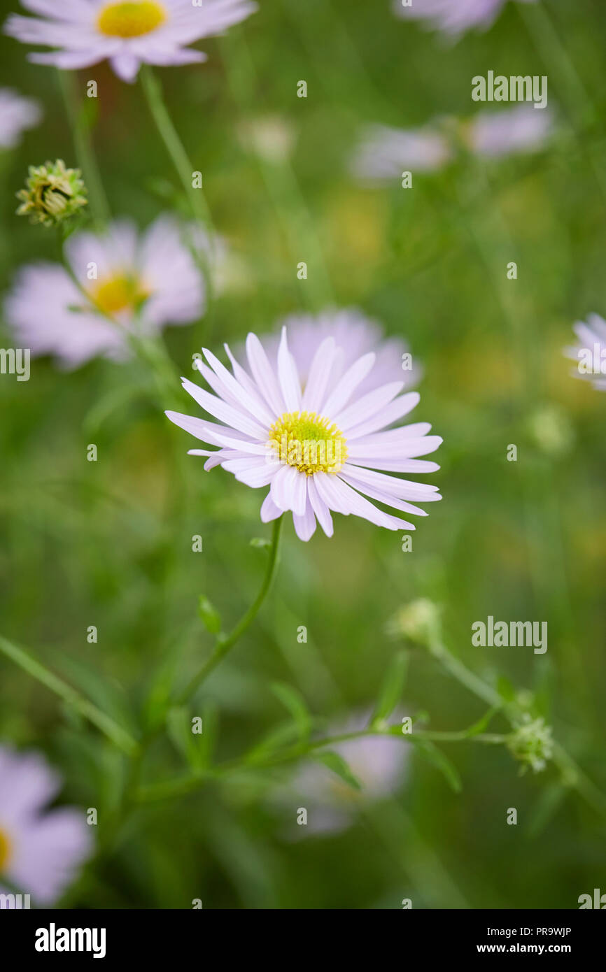 Kalimeris charlotte Foto Stock