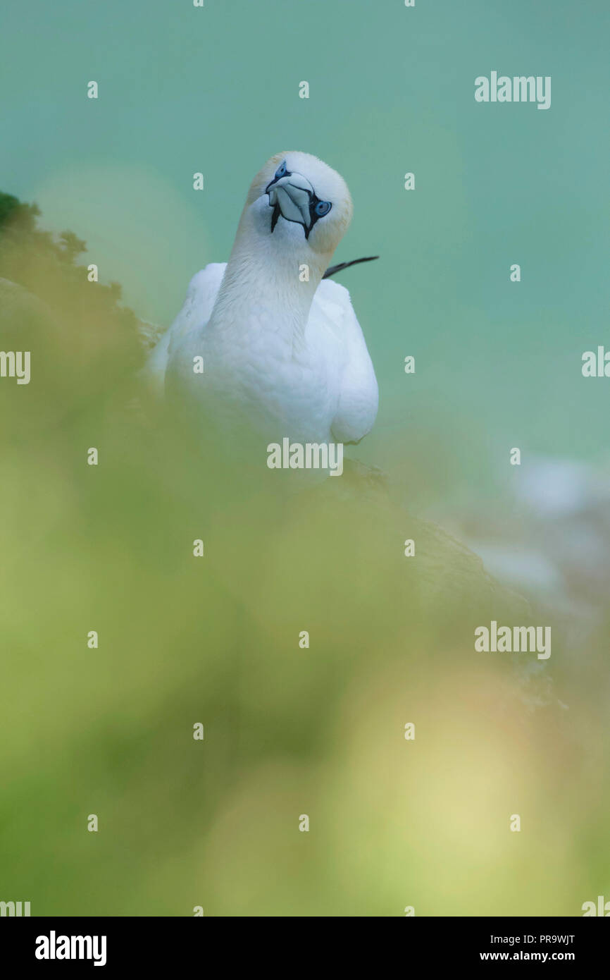 Northern Gannet (Morus bassanus) adulti, si fermò sulla scogliera battuta, Bempton Cliffs, East Yorkshire, Inghilterra, può Foto Stock