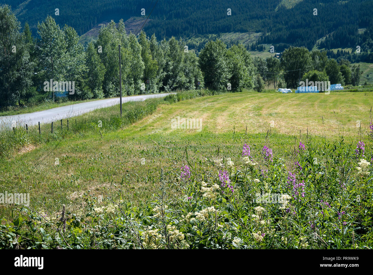 Tranquillo paesaggio agricolo con campo di allevamento in un villaggio rurale in estate. Foto Stock