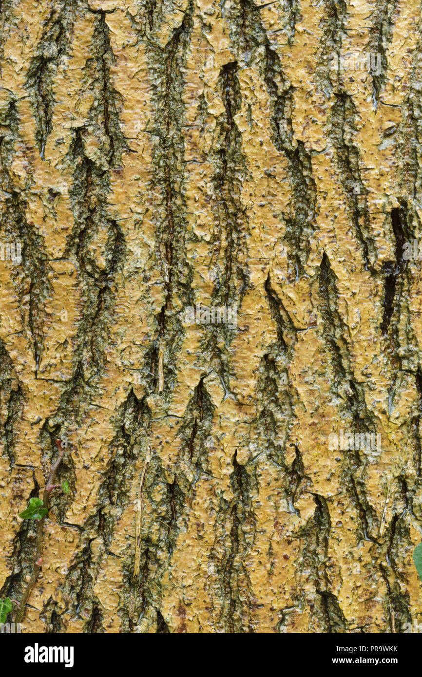 Comune di nocciolo (Corylus avellana) vicino di corteccia e legno Hetchell, West Yorkshire, Inghilterra, Aprile Foto Stock