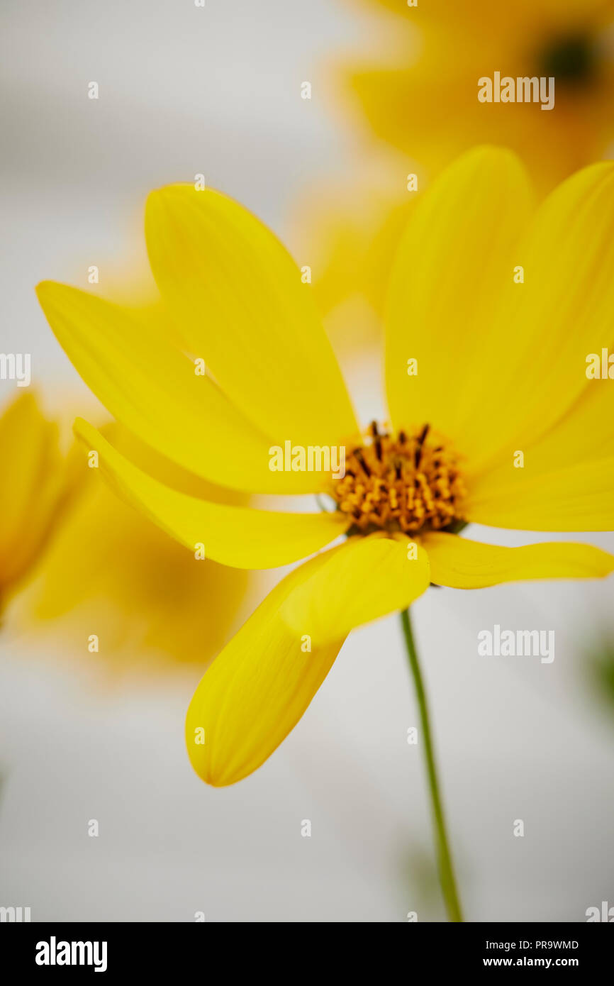 Helianthus tuberosus Foto Stock