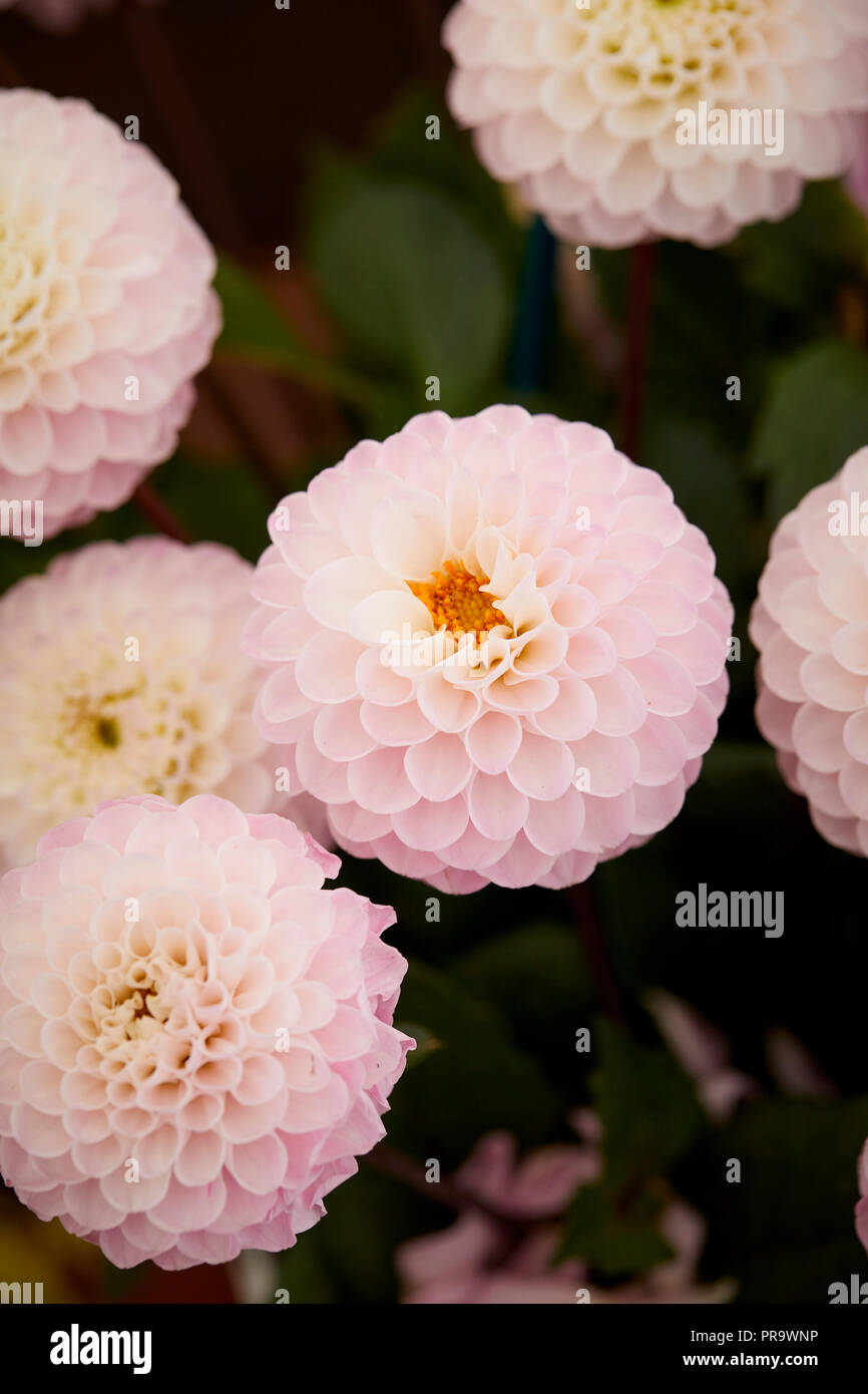 Dahila - Wizard of Oz fiori ad RHS Tatton Park flower show 2018 Foto Stock