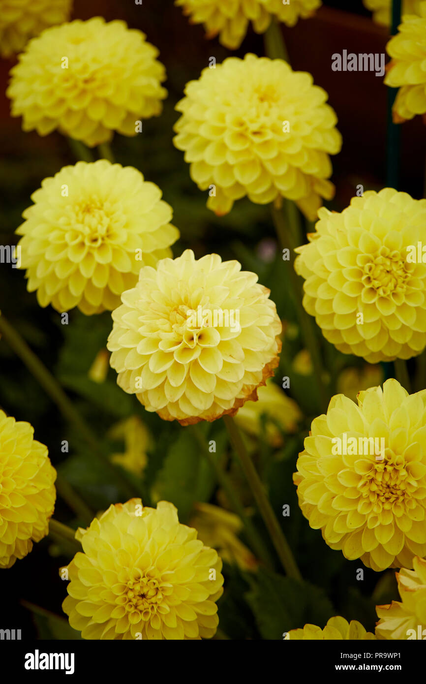 Dahila Chelmsford - Golden Girl fiori a Tatton Park Flower Show 2018 Foto Stock