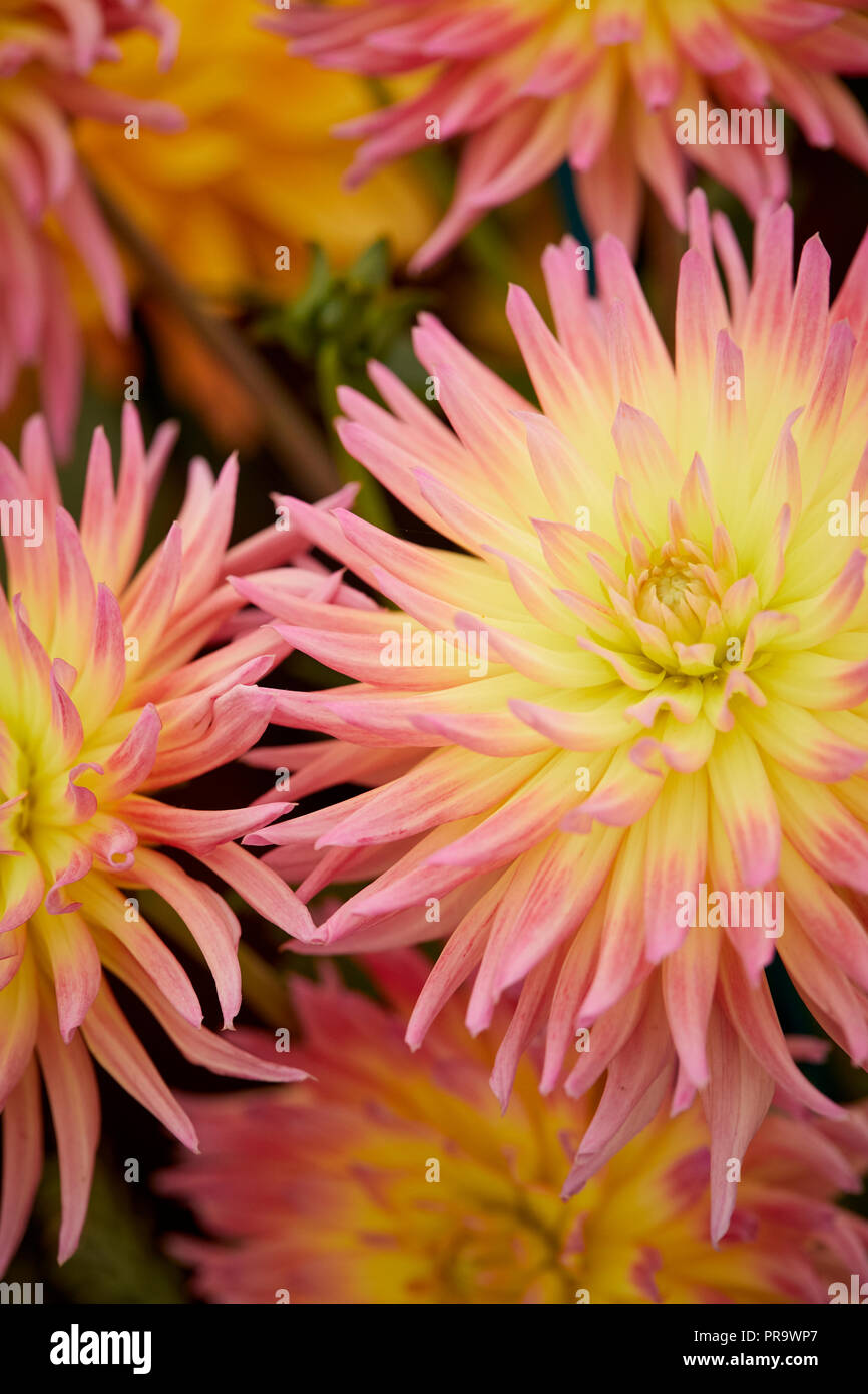 Dahila - Karma Sangria a Tatton Park Flower Show 2018 Foto Stock