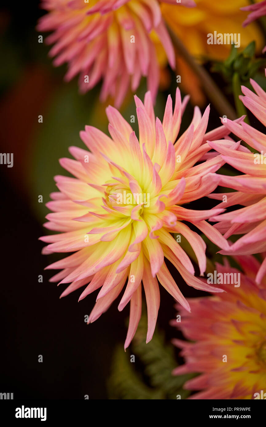 Dahila - Karma Sangria a Tatton Park Flower Show 2018 Foto Stock