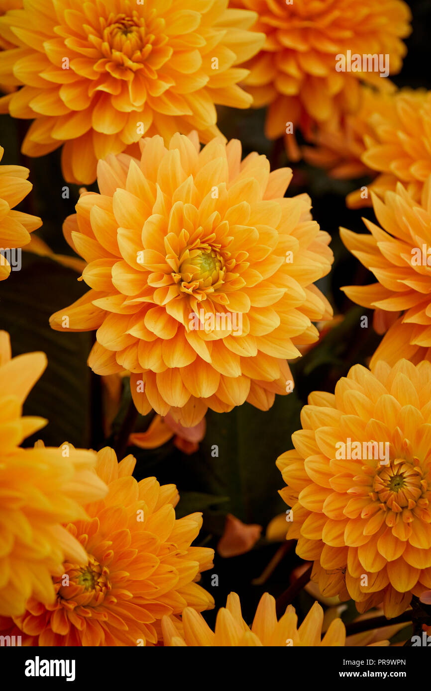 Dahila - Renato Tosia a Tatton Park Flower Show Foto Stock