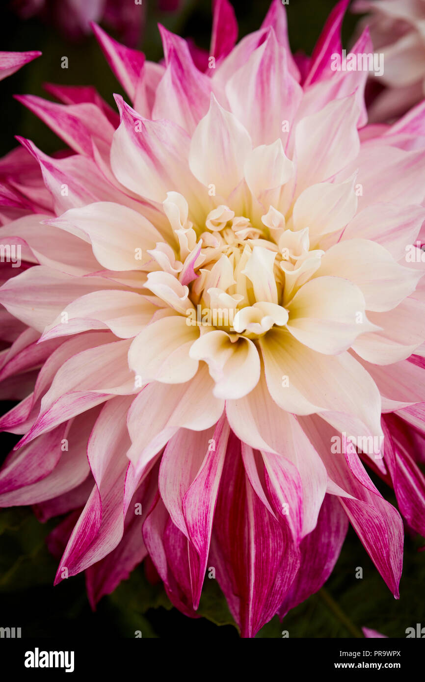 Dahila - cafe au lait Royale a Tatton Park Flower Show 2018 Foto Stock